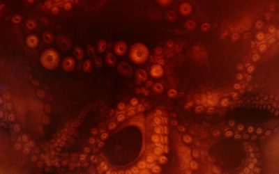 Sous des dehors apparemment simples (résultat d&rsquo;un style fluide et d&rsquo;une technique de narration accomplie), Une cosmologie de monstre possède en fait une construction complexe, habile, intellectuellement très stimulante.