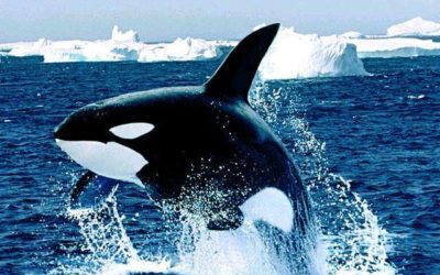 La cité de l&rsquo;orque