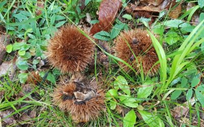Les 7, 8 et 9 juin Jean-Michel Ré (l&rsquo;auteur œcuménique) fêtait la parution de son premier roman, chez lui, en Ardèche (bières locales, vin bio, barbecue, percussions africaines et concert improvisé). Une bonne occasion pour aller visiter sa parcelle de plantes médicinales et sa châtaigneraie.